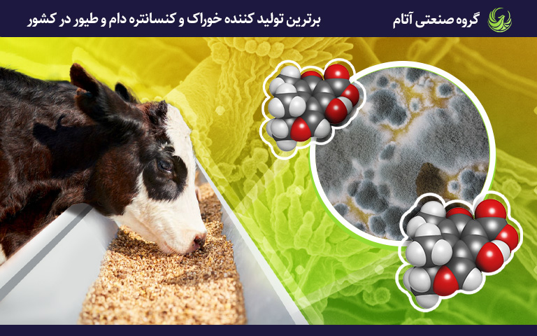 مایکوتوکسینها در تغذیه گاو شیری